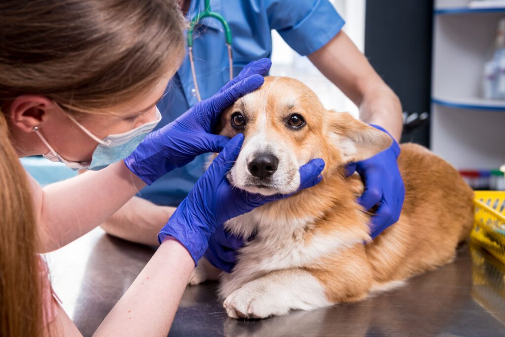 Allgemeine Veterinärmedizin
