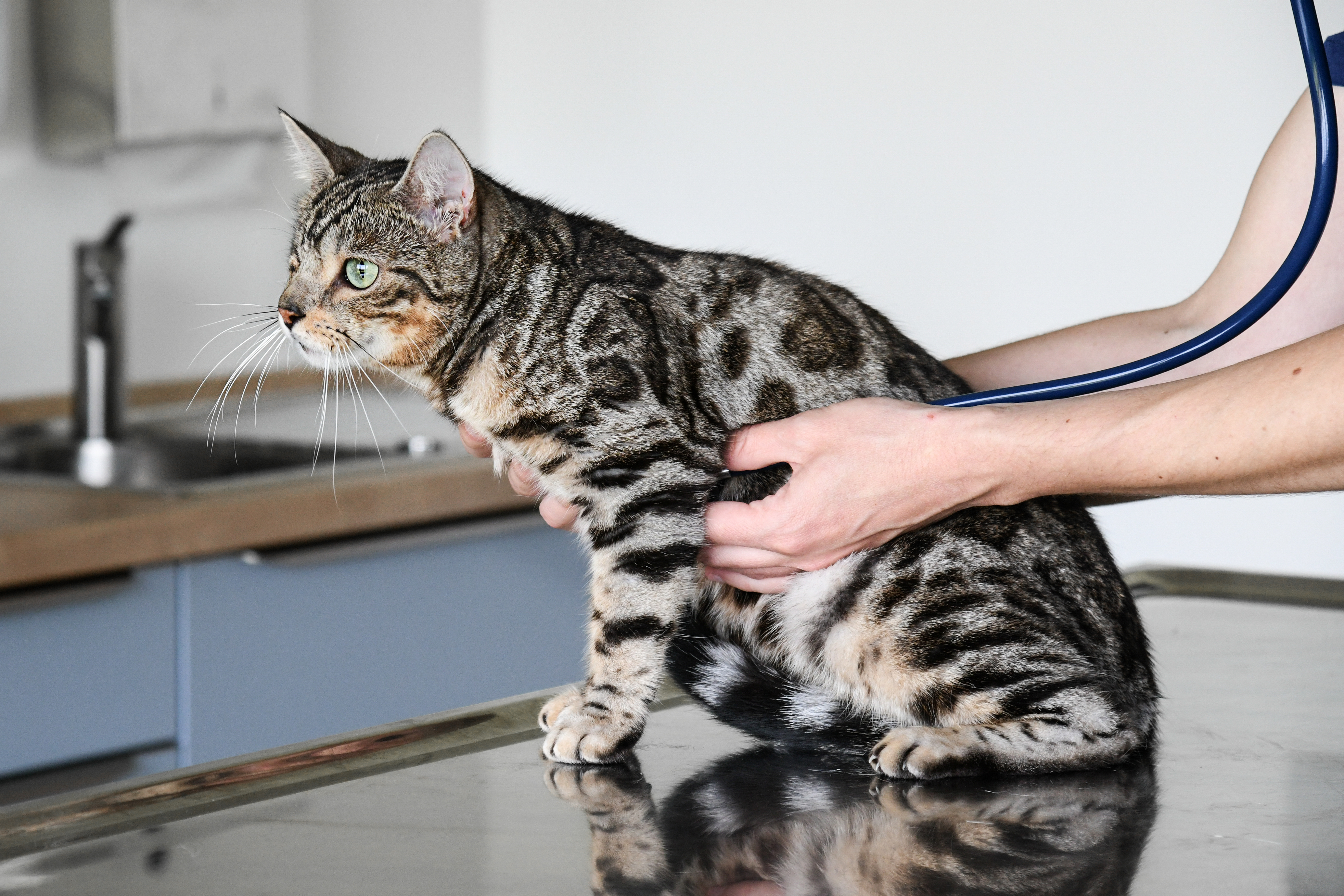 Allgemeine Veterinärmedizin